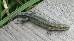 Common lizard on boardwalk by Babelstone