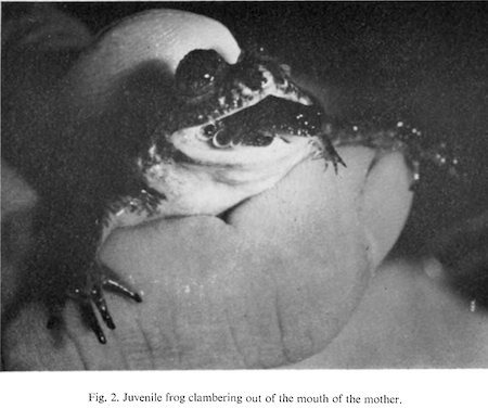 tyler-frog