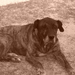 #RIP Cash -- September 2000-December 2011 on Twitpic