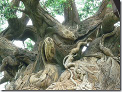 Animal Kingdom4