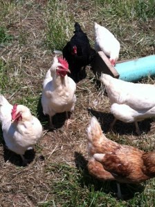 open book live chickens