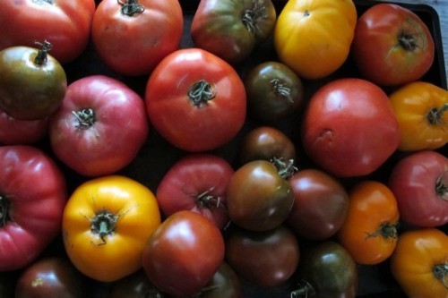Tomatoes