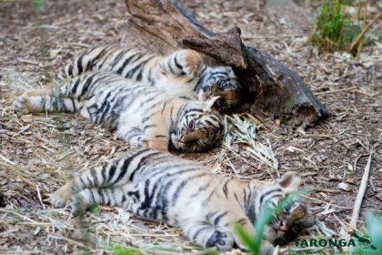 Sumatran Tiger Cubs at Taronga Zoo. Photo by Rick Stevens