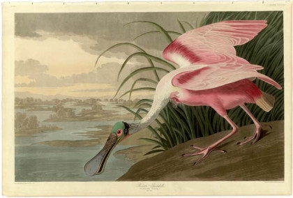 Roseate Spoon Bill - Birds of America, John James Audubon