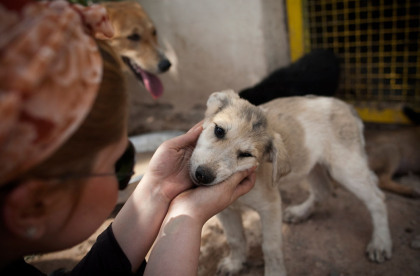 Vafa animal shelter Iran (Behrouz Mehri_AFP_Getty Images)