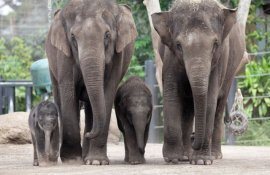 Taronga Zoo elephants. Photo by Rick Stevens
