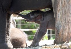 Asian Elephants, Taronga Zoo