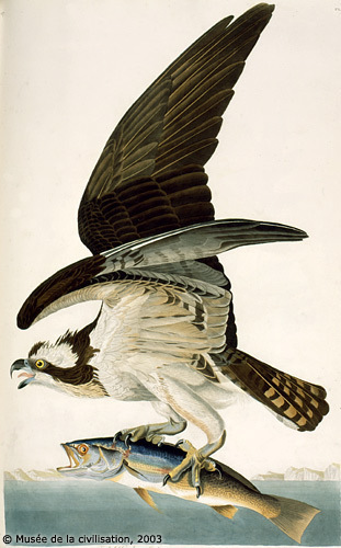 Birds of America Osprey