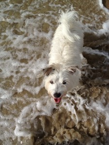 Zelda at the beach