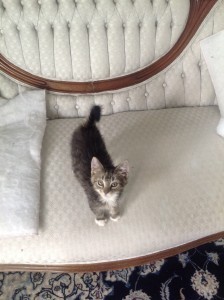 Karma kitten
