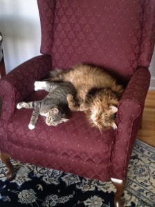 Karma and Cazaril