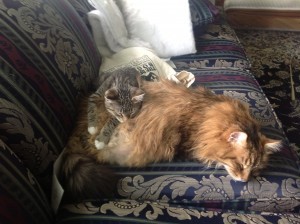Cazaril makes a good bed