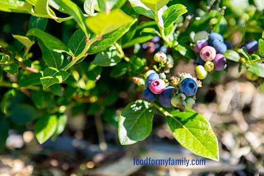 Blueberry Picking with Your Kids: Our Trip to Little Hill Berry Farm via FoodforMyFamily.com