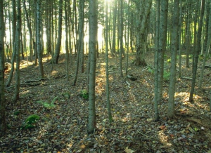 image courtesy of photobucket.com