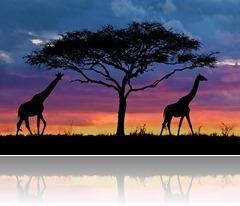 serengeti-sunset-stu-porter