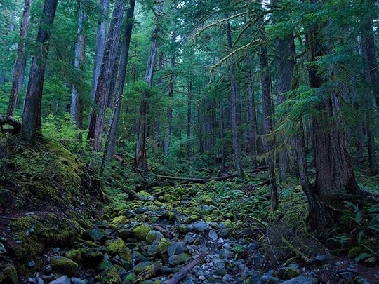 hoh-rain-forest-olympic-national-park_51546_990x742