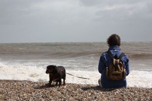 800px-BeachDog