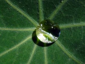 800px-Dew_on_nasturtium_leaf