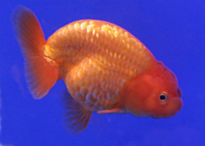 Goldfish_Ranchu