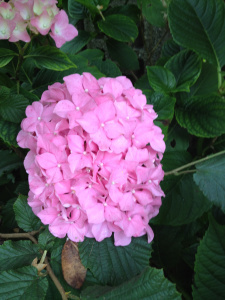 Hydrangea