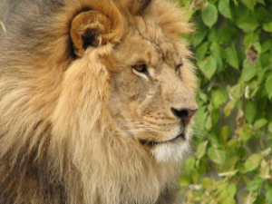 ZooAfricanLion