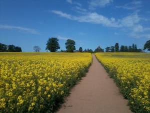 Milverton Hill Fri 7 June 2013 (photo credit: Abigail Robinson)