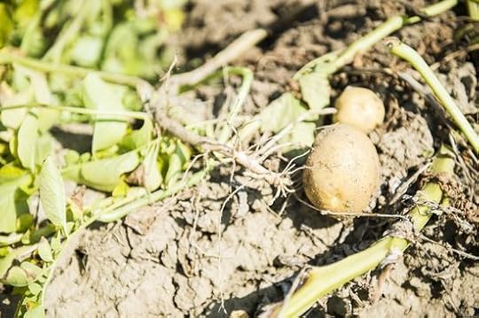 Patata en el campo