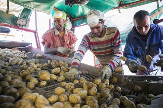 Cosecha de patatas