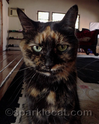 Do you want to be like Binga? Then follow her rules!