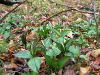 Trilliums prepare to flower?????????????????????????????