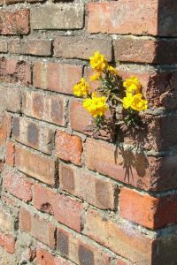 Wallflower
