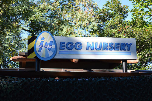 observations_eggnursery