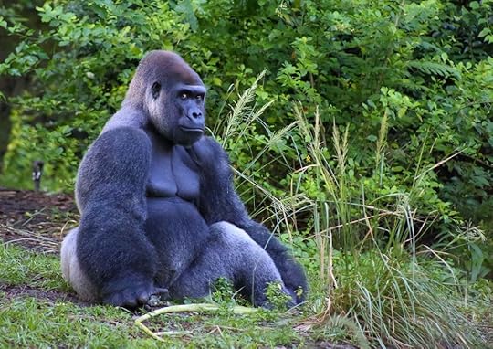 Gorilla