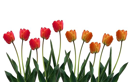 tulips