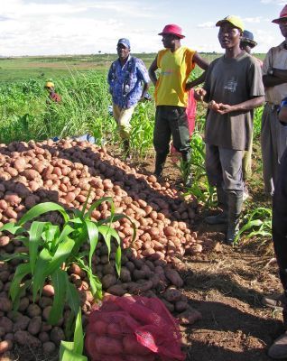 Farmers in Huambo 