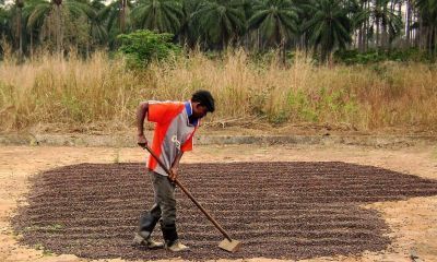  A farmer in Gabela, Kwanza Sul Province. dries coffee in a field after harvest.