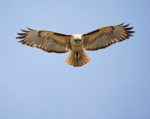 Red-Tailed Hawk