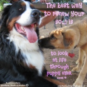 puppyIMG 2945 290x290 Woofisms: Woofs of Wisdom© funny dog blog