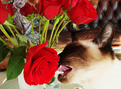 Seren's Valentine Rose