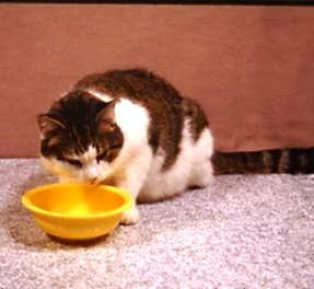 Cat with bowl