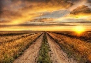 awakening sunrise desert feild