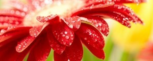 awakening flower