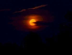 moon crop