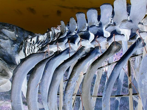 whale ribs