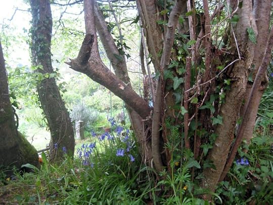 Bluebells and willow