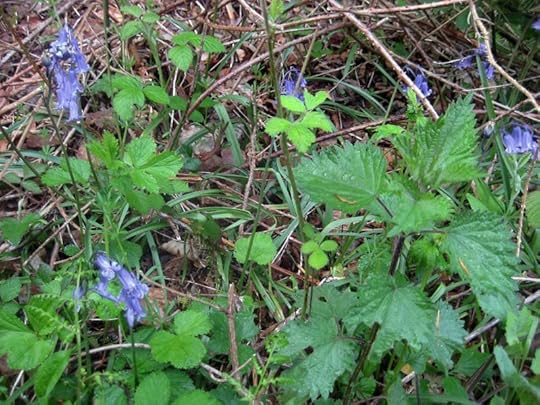 Nettles in the woods