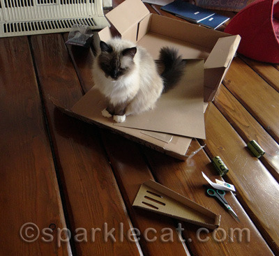 Unlike me, Boodie is not very helpful