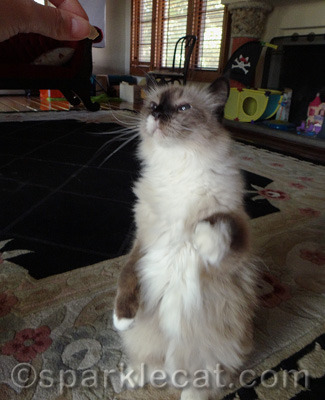 Boodie is NOT a Long Kitty