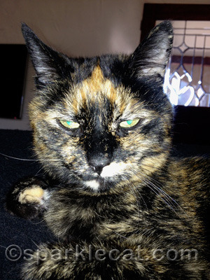 Even scarier for my human - Binga was sitting on her at the time