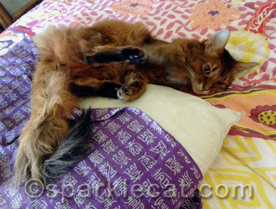 One of the negative aspects of being a kitty model